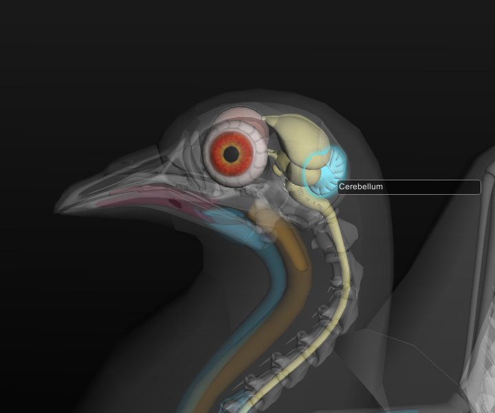 3D Bird Anatomy Software: release of version 1.0 bird-head-x-ray-effect