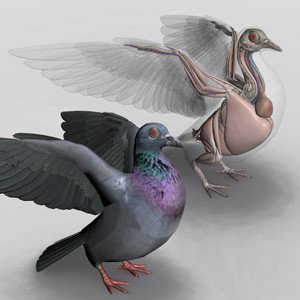 3d bird