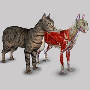 3d animal anatomy software torrent