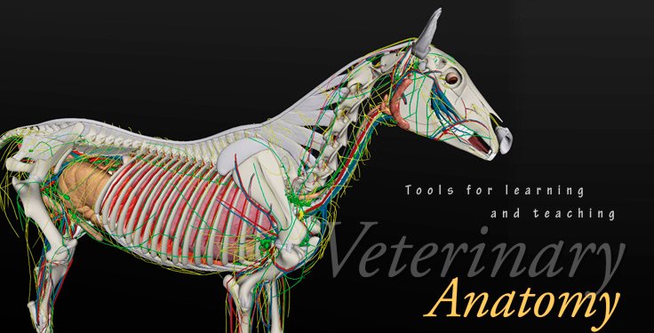 3d animal anatomy software torrent